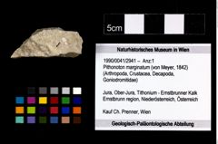 Foto (Objekt + Etikett) von Pithonoton marginatum (von Meyer, 1842)  (NHMW-GEO-1990-0041-2941)
